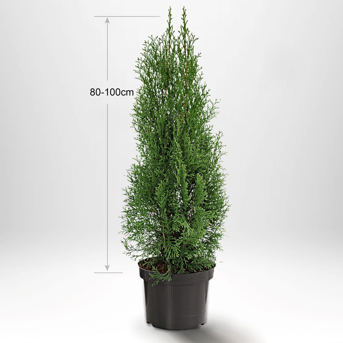 Thuja Occ Smaragd 80-100 cm, Pottedyrket, Kvalitet: Standard